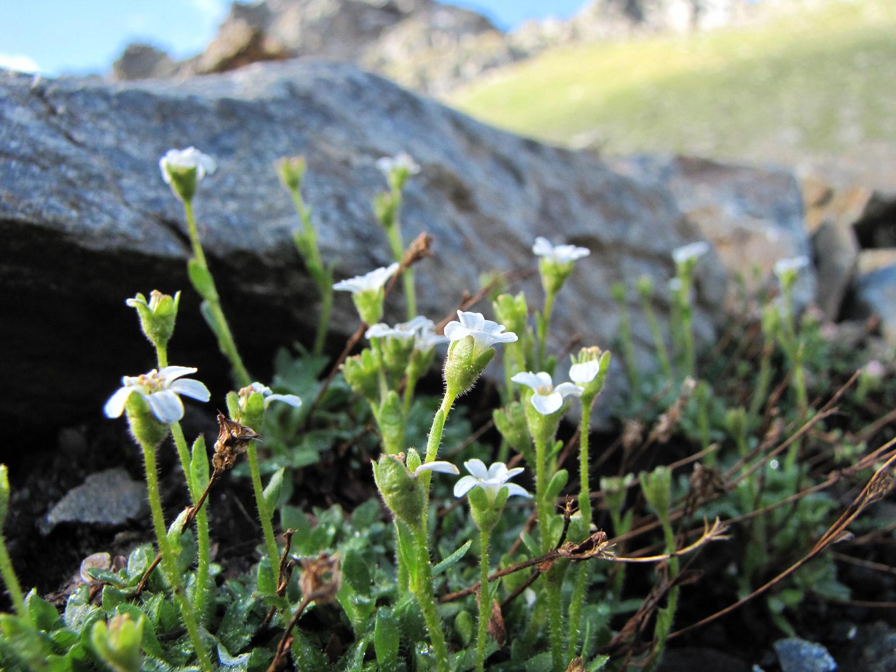 Saxifraga androsacea / Sassifraga rosulata